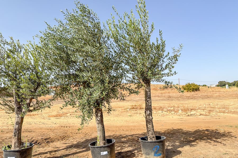 2 Olivenbäume Olea Europaea 